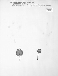Aecidium parnassiae image
